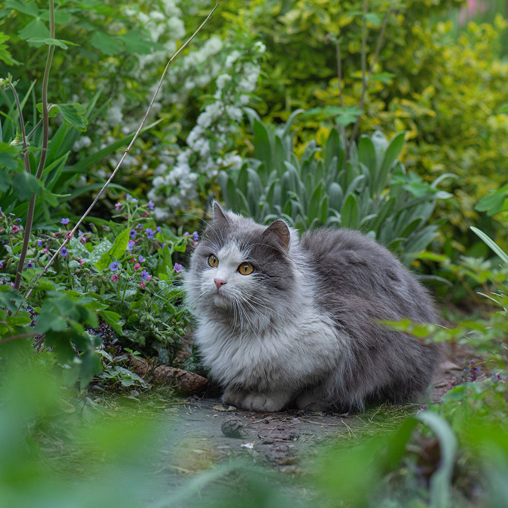 Cat Supplements & Vitamins