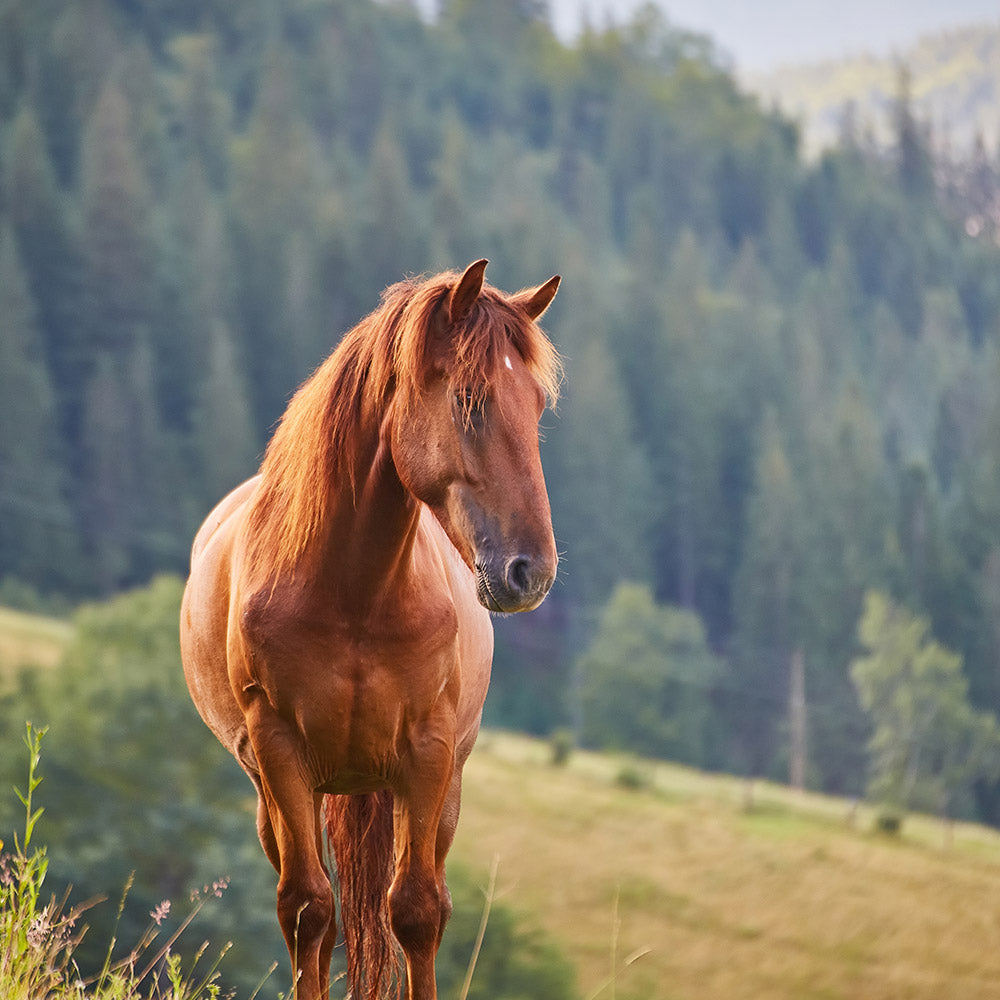 Healthy Equine / Horse Supplements