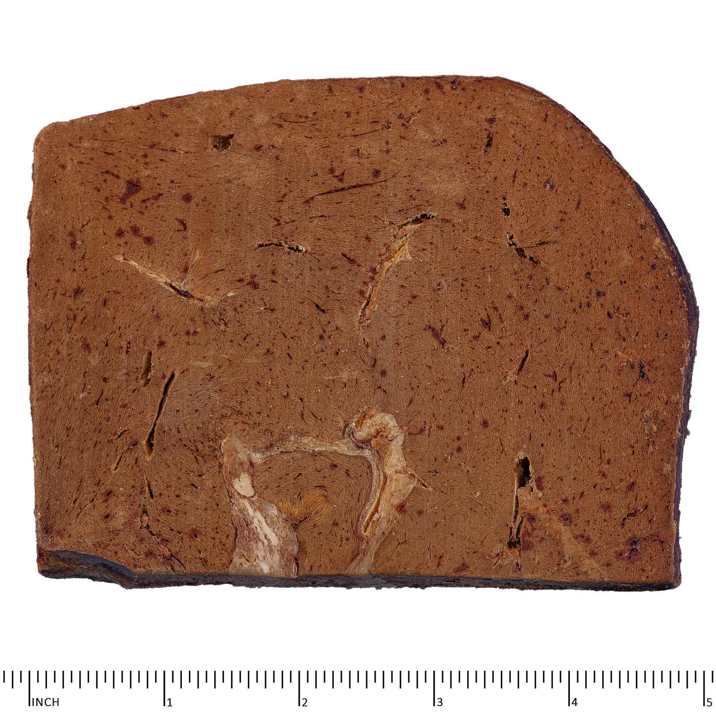 Ferret Archetype Treats Beef Liver