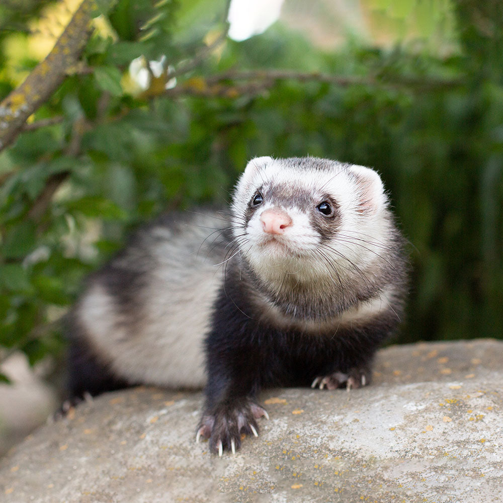 ferret