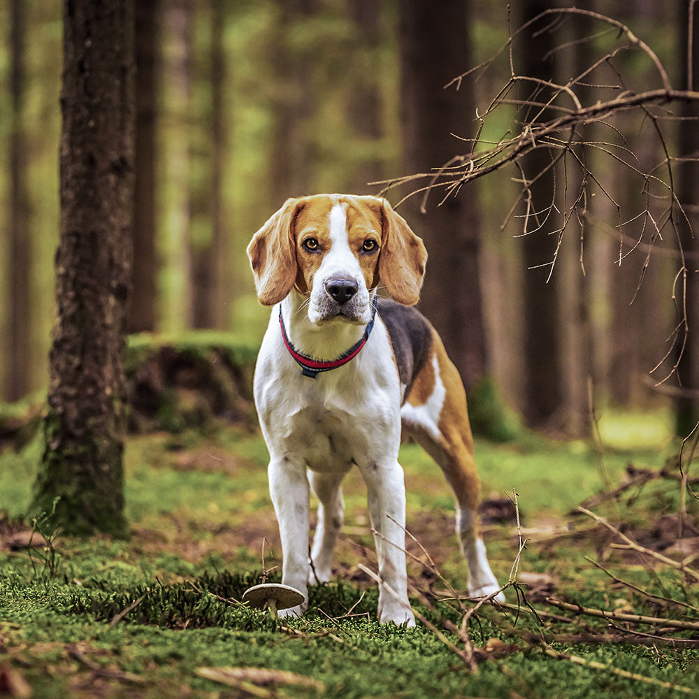 Dog Supplements and Vitamins