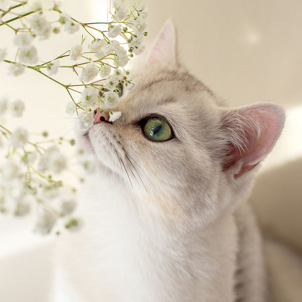 Healthy Canned Cat Food