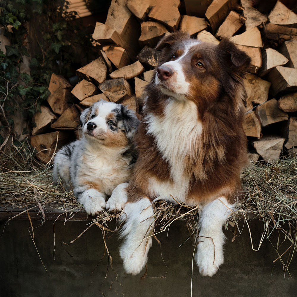 Wysong True Non-Thermal™ Raw Dog Food & Treats