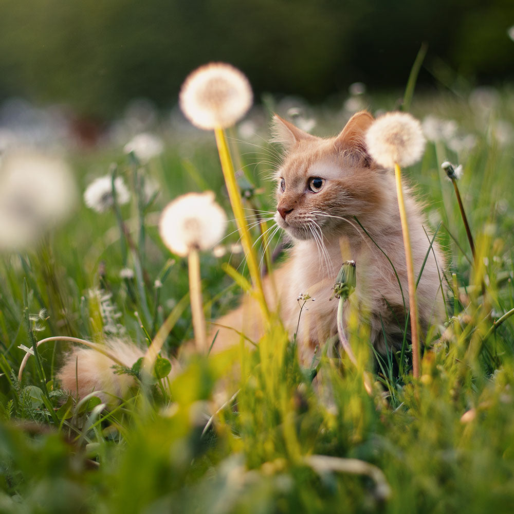 Healthy Dry Cat Foods