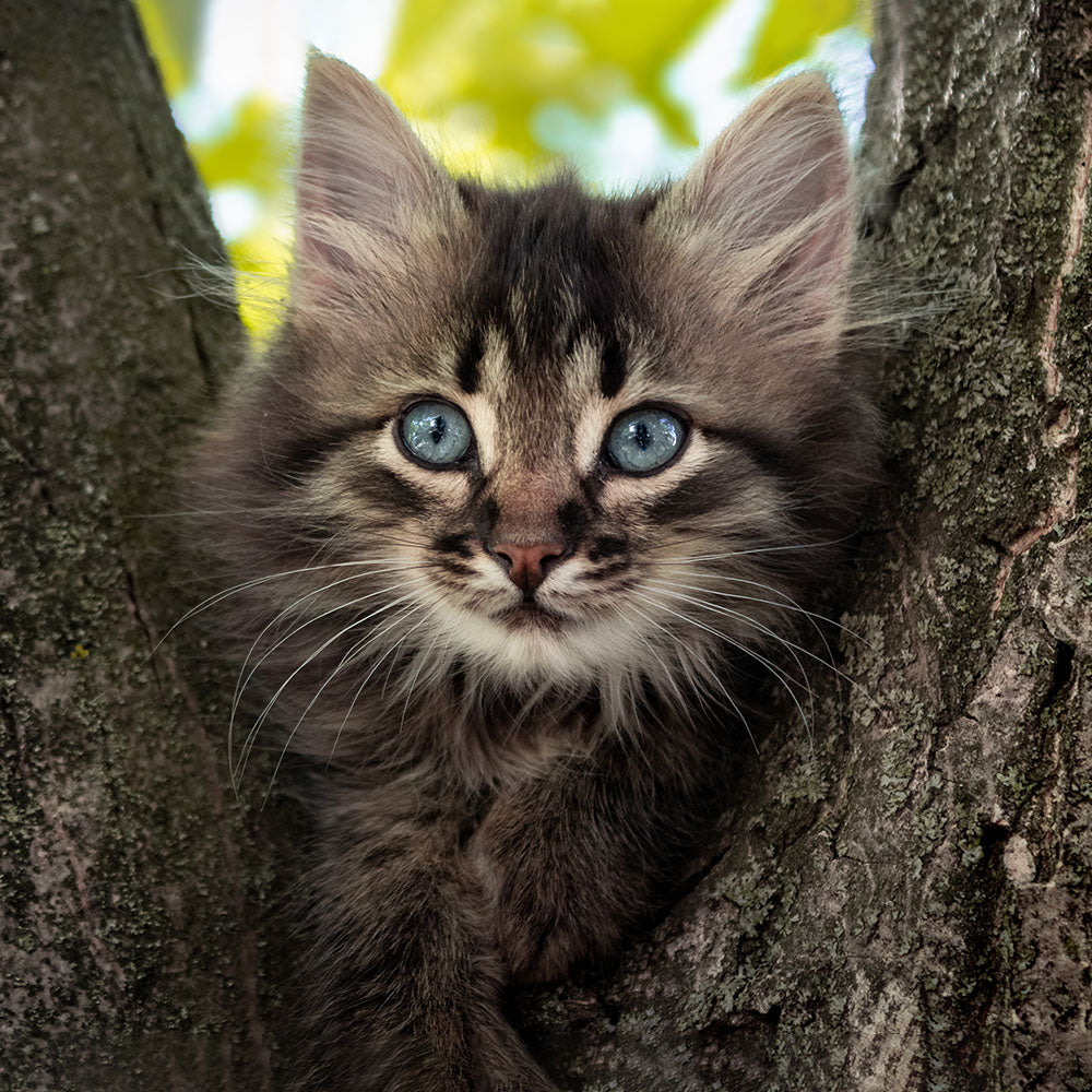 Wysong True Non-Thermal™ Raw Cat Foods & Treats