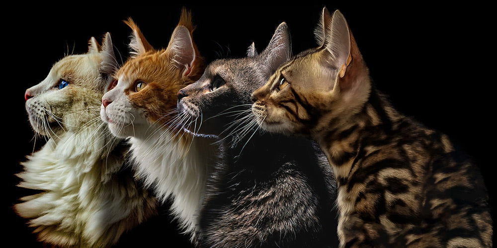 Healthy, Holistic Cat Food, Supplements, and Care Products