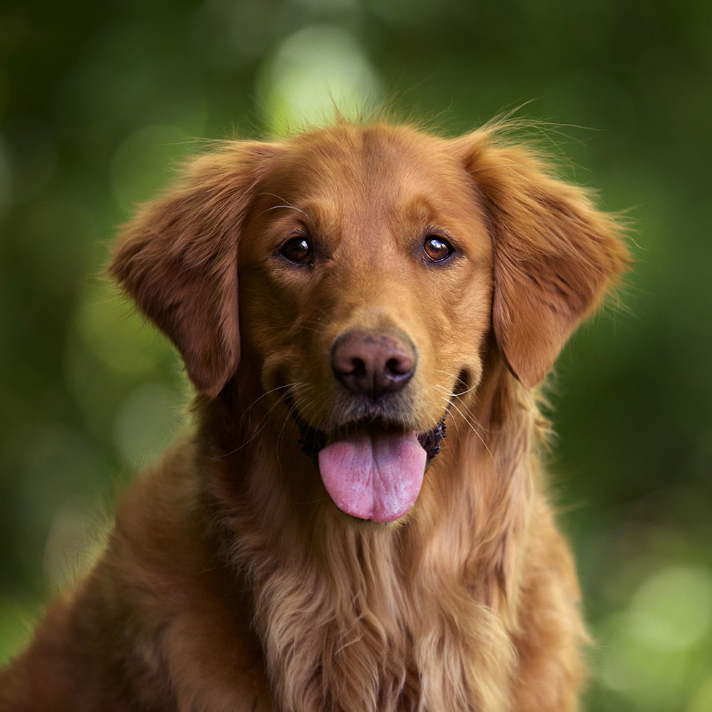 Healthy Dry Dog Foods