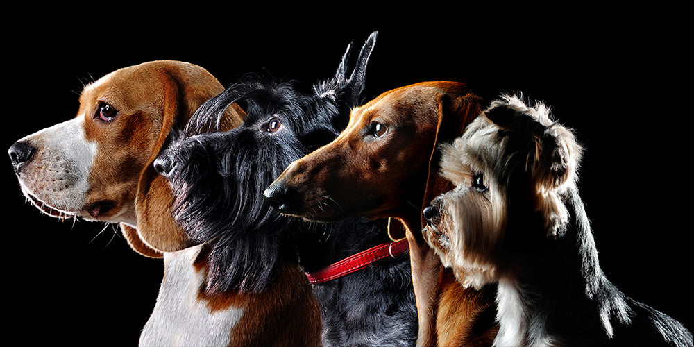 Healthy, Holistic Dog Food, Supplements, and Care Products